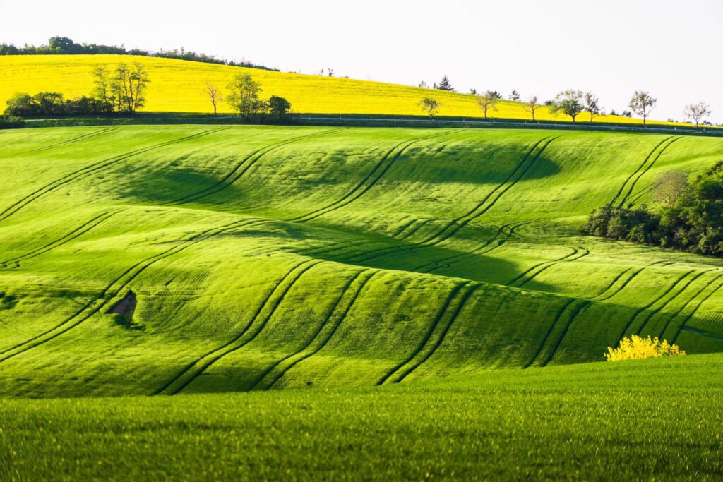 Green Fields Free Photo