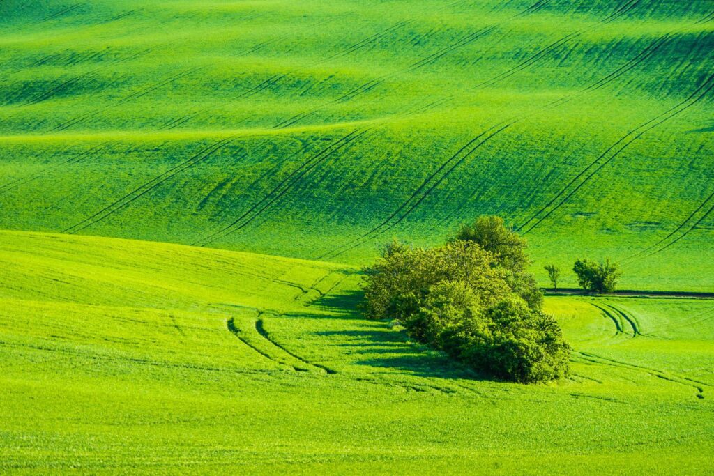 Green Fields with Wild Trees Free Photo