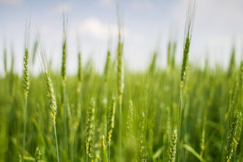 Green Grain Field Free Photo