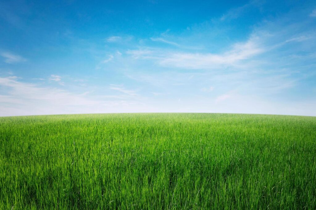 
									green grass field with blue sky ad white cloud. nature landscape background Stock Free