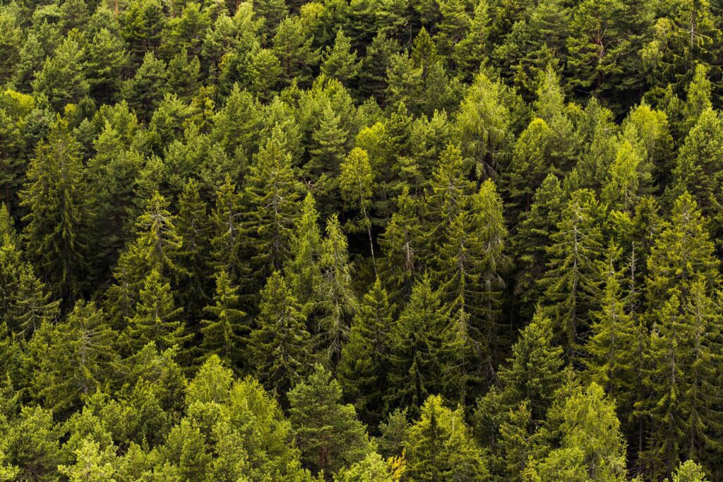 Green Green Forest Trees Free Photo