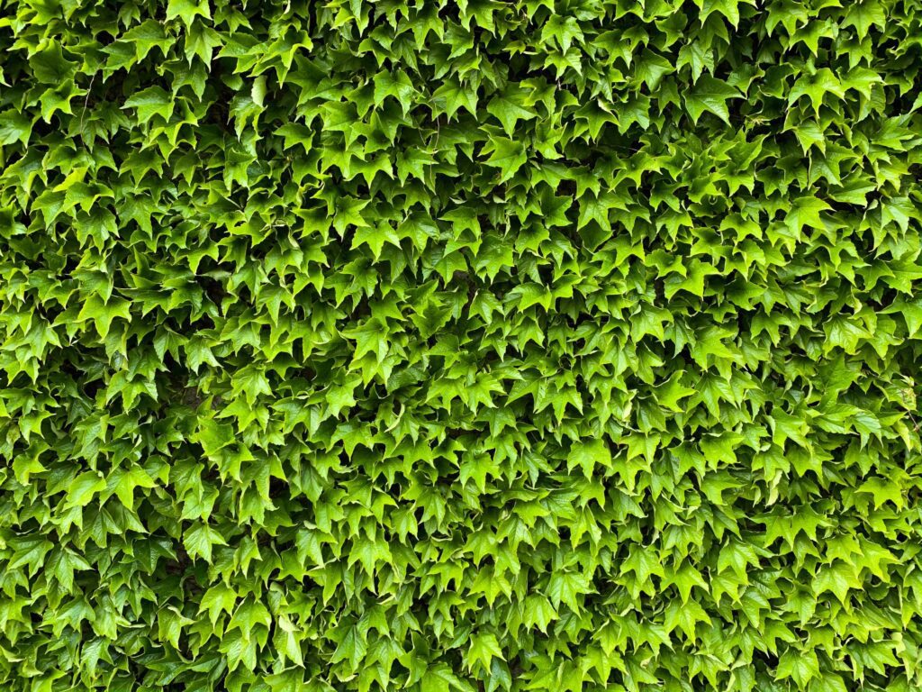 Green Ivy Wall Texture Free Photo