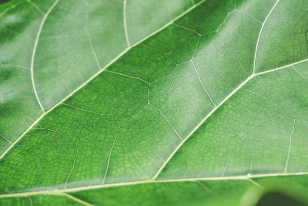 Green Leaf Structure Background Close Up Free Photo