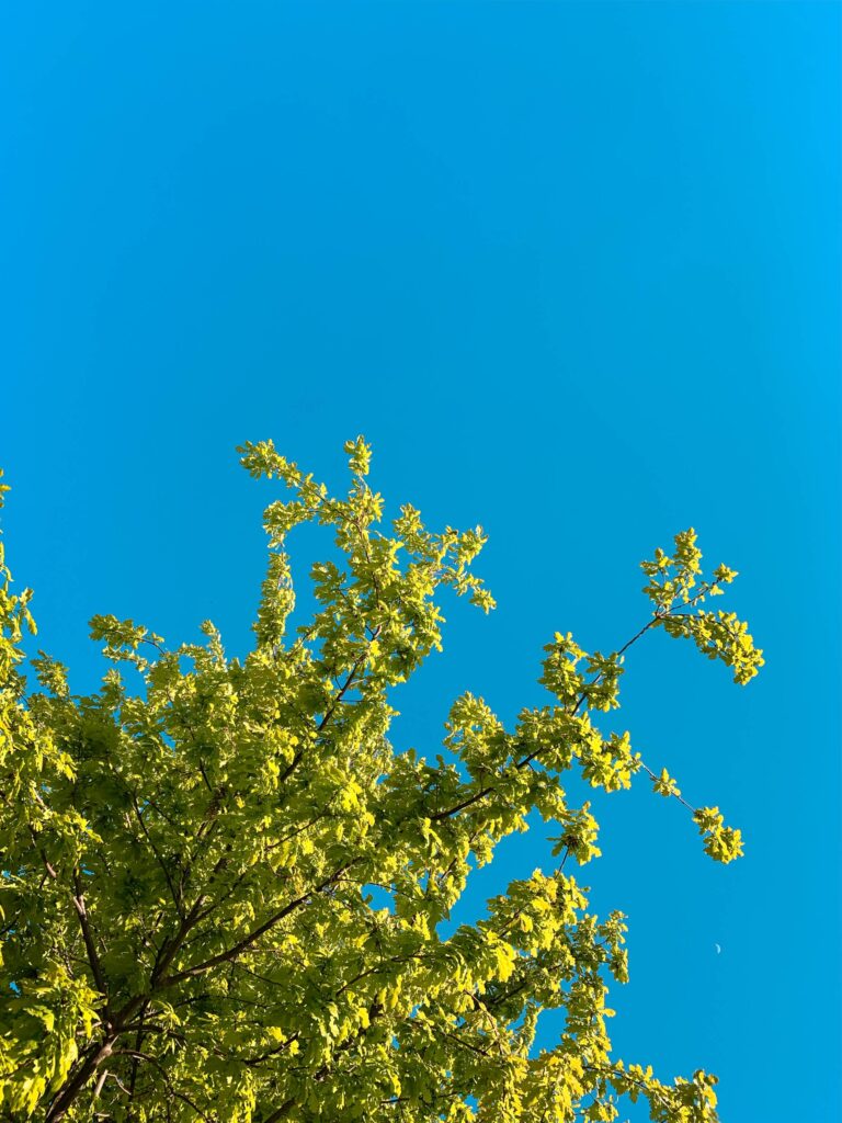 Green Leaves Against Bright Sky Free Photo