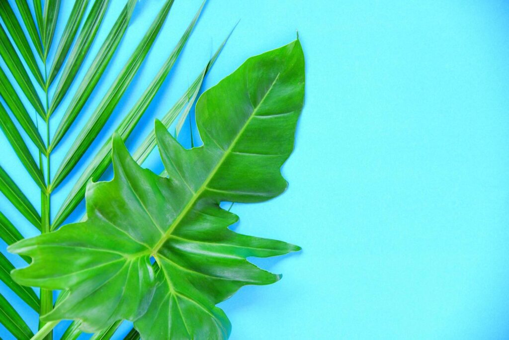 Green leaves tropical plant jungle with palm and Philodendron leaf on blue background Stock Free