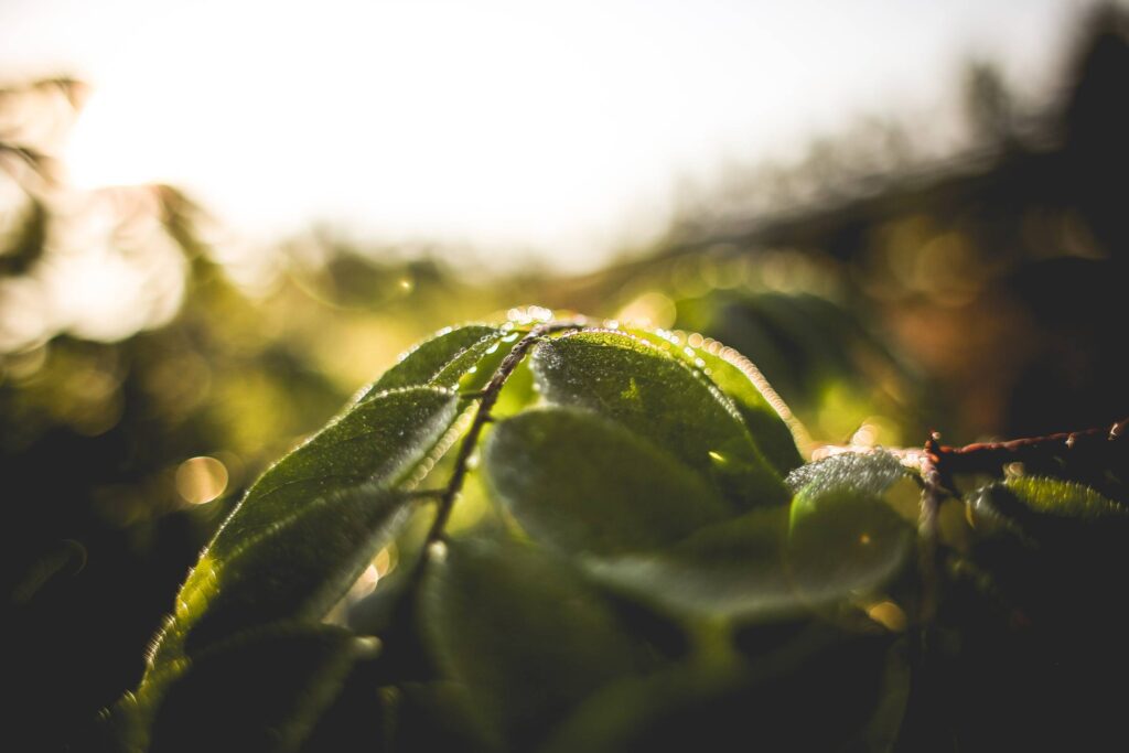 Green Leaves With Morning Dew Free Photo