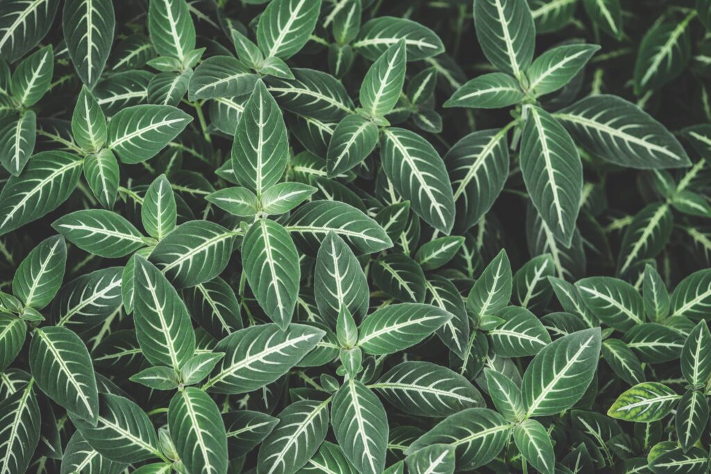 Green Leaves with White Lines Pattern Background Free Photo