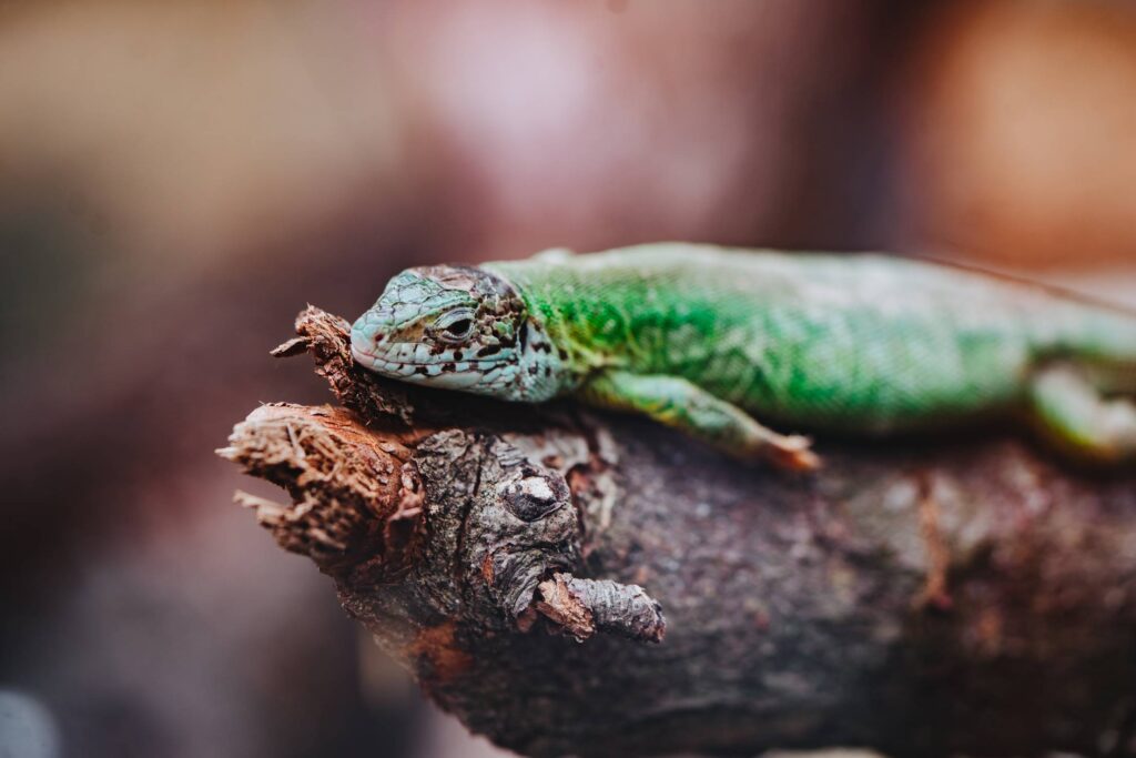 Green Lizard Free Photo