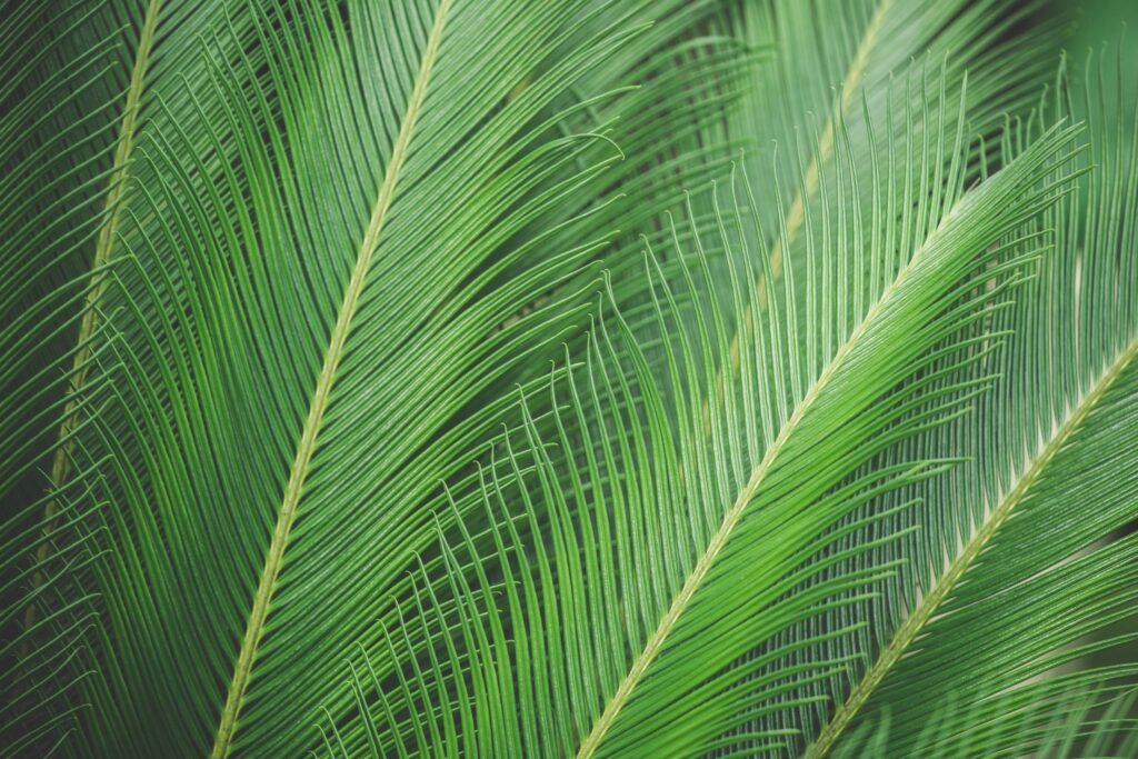 Green Palm Leaves Free Photo