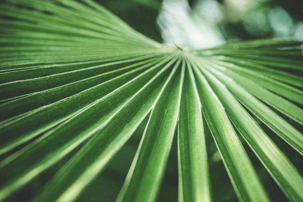 Green Palm Tropical Plant Free Photo