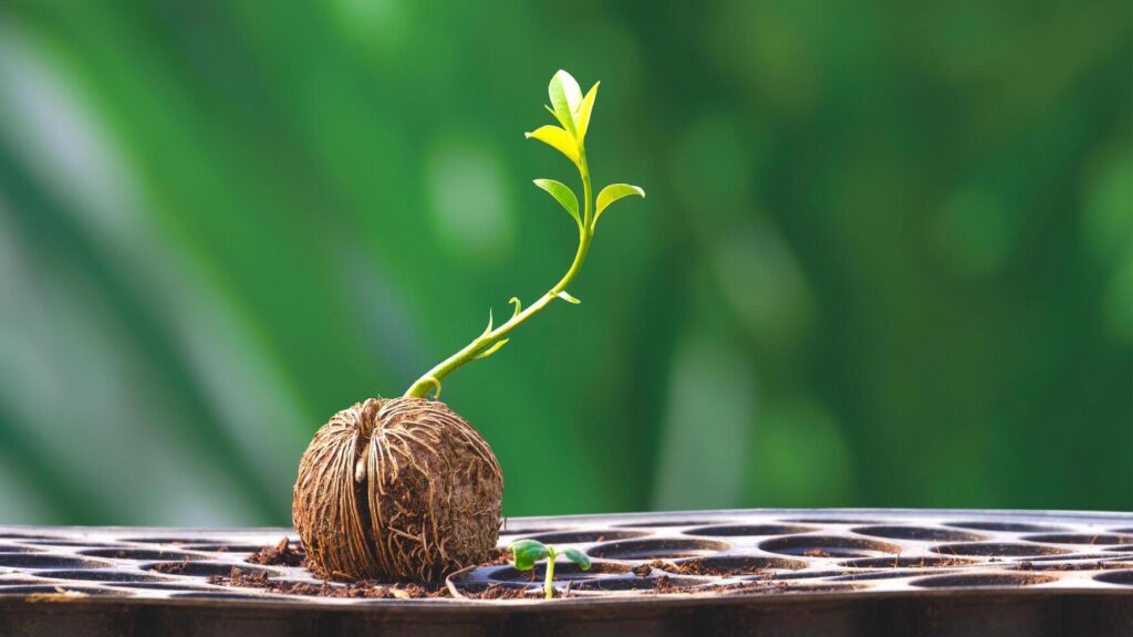 Green seedling growing from dry Cerbera odollam seed on nursery tray with blurred greenery background in greenhouse area Stock Free