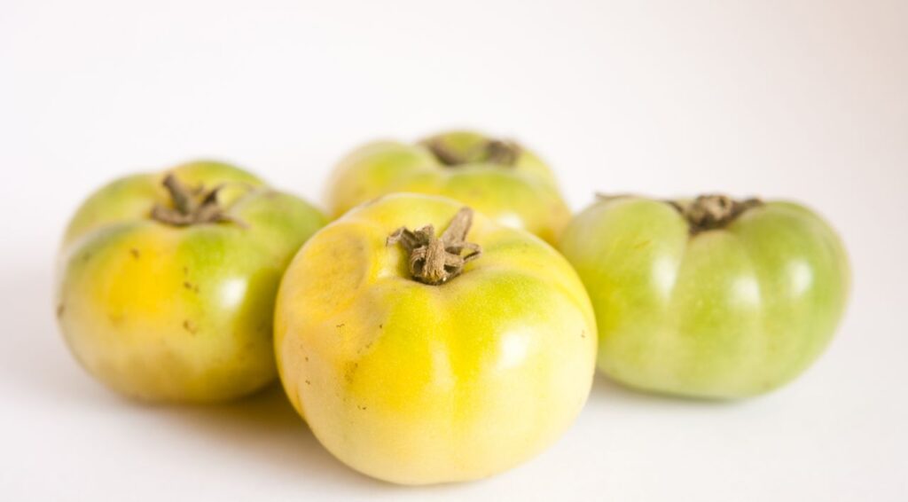 Green Tomatoes Stock Free