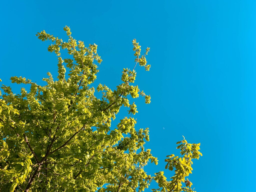 Green Tree Against Bright Cloudless Sky Free Photo