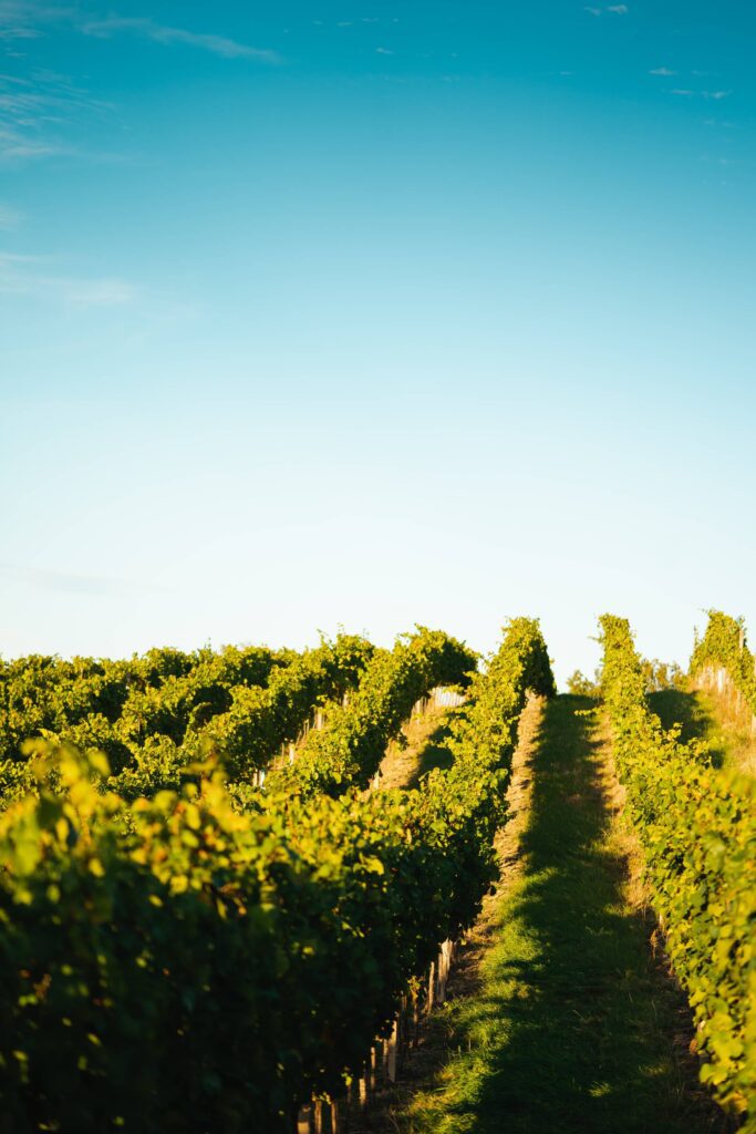 Green Vineyard Rows in South Moravia Free Photo