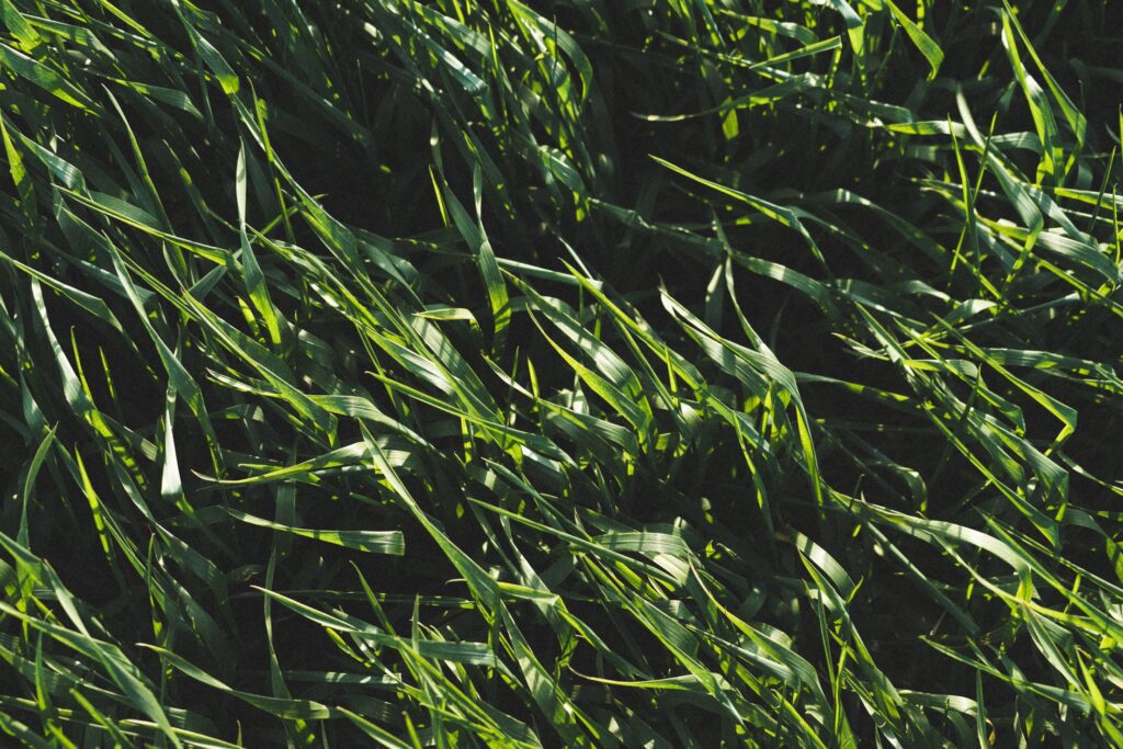 Green Wheat Field Pattern Background Free Photo