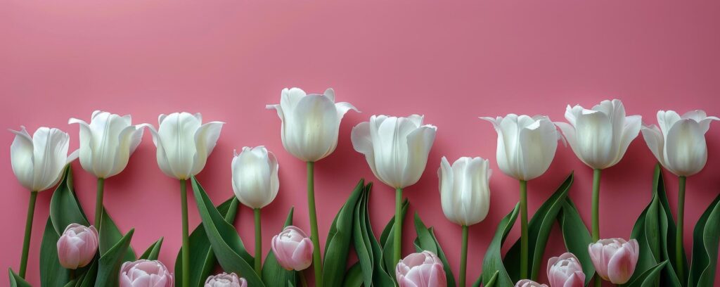 Group of White Tulips Against Pink Background Stock Free