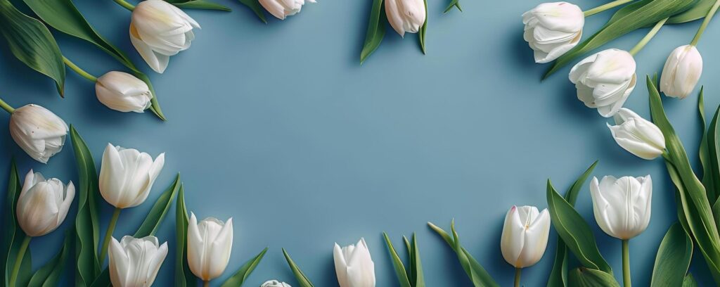 Group of White Tulips on Blue Background Stock Free