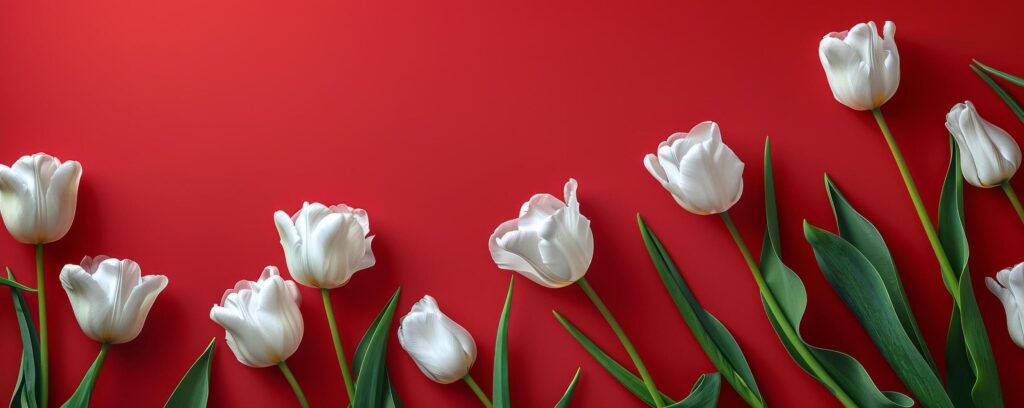 Group of White Tulips on Red Background Stock Free