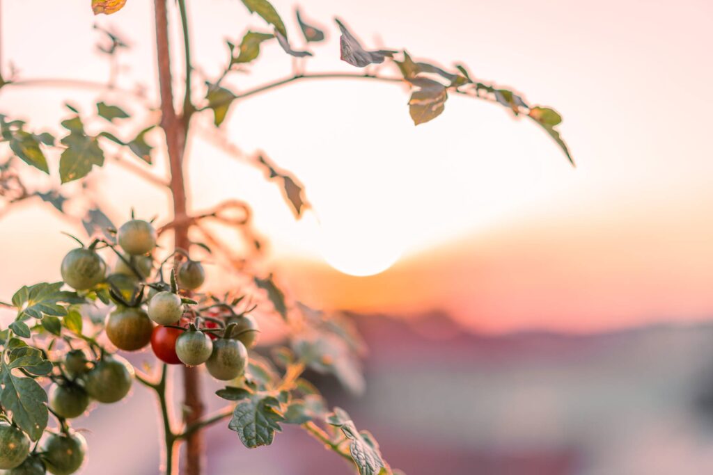 Growing Unripe Cherry Tomatoes Close Up Free Photo