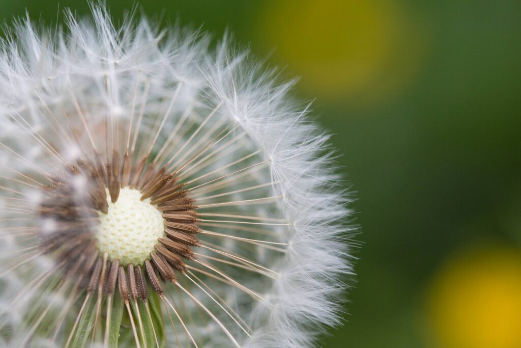 Half-Naked Flower Blowball/Dandelion Free Photo