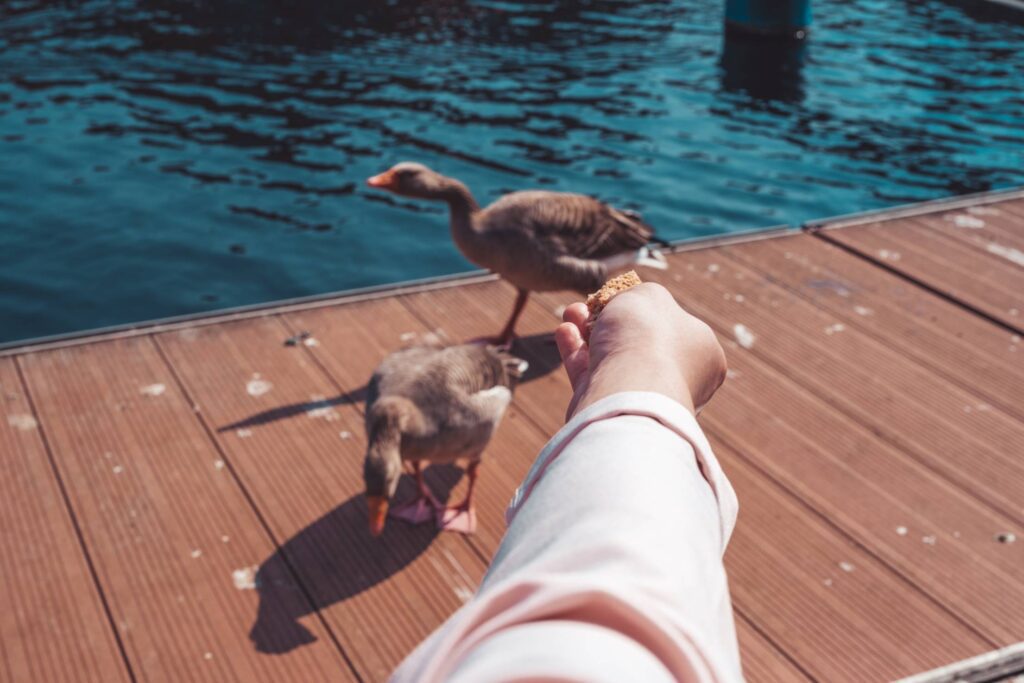 Hand of Woman Feeding Geese Free Photo