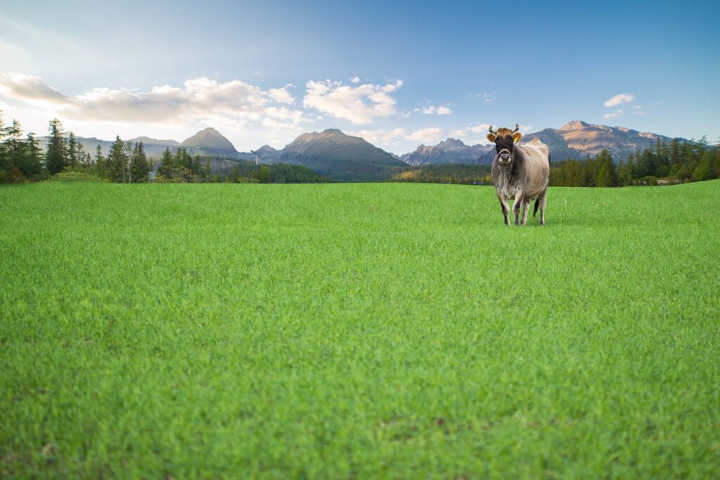 Happy Cow from Organic Farm Free Range Free Photo