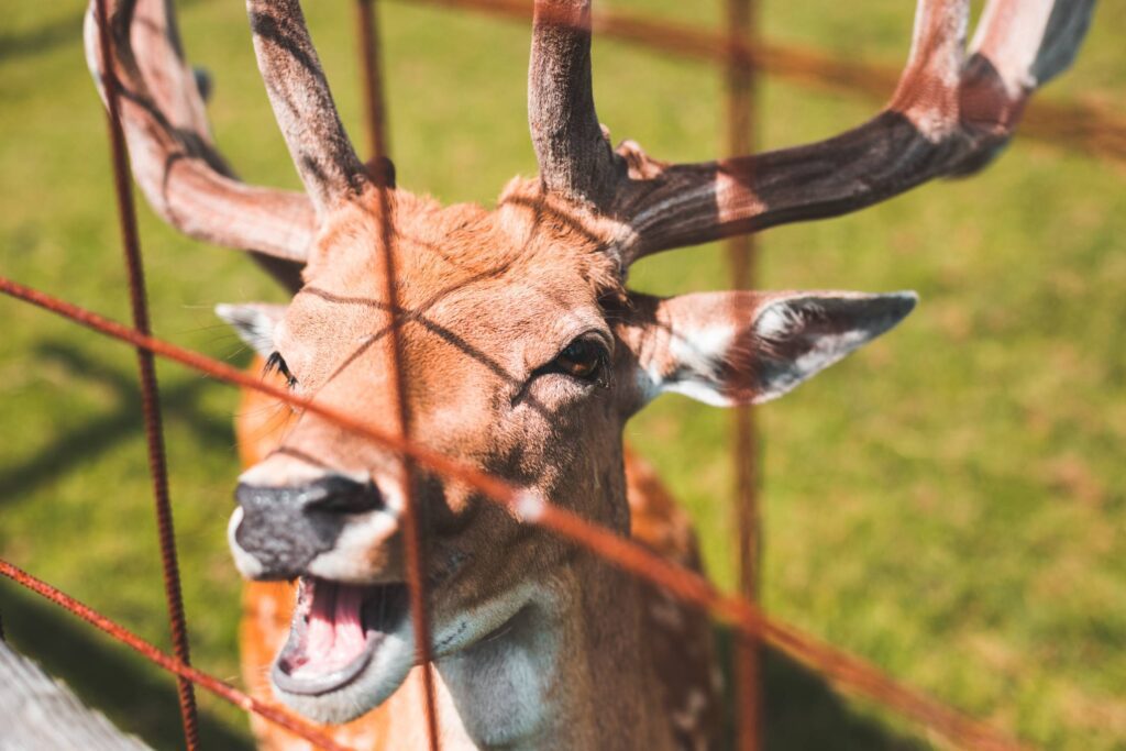 Happy Deer Free Photo