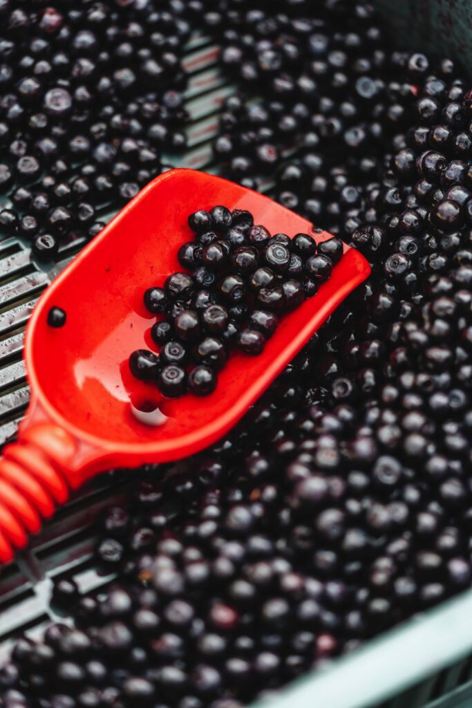 Heap of Blueberries in The Shovel Free Photo