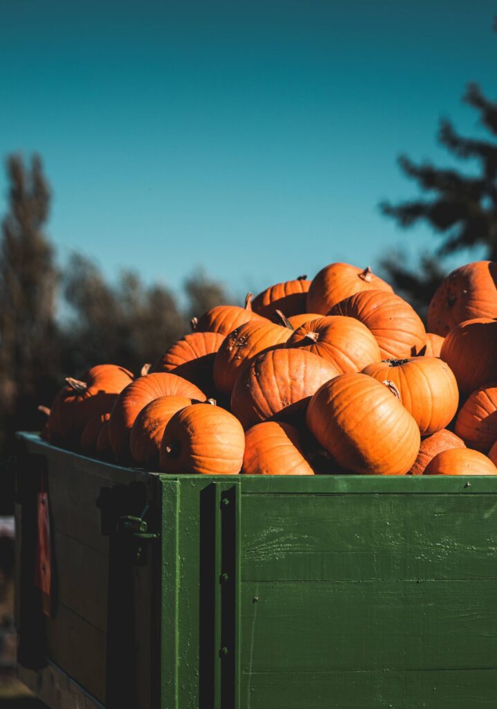 Heap of Pumpkins on The Farm Trailer Free Photo