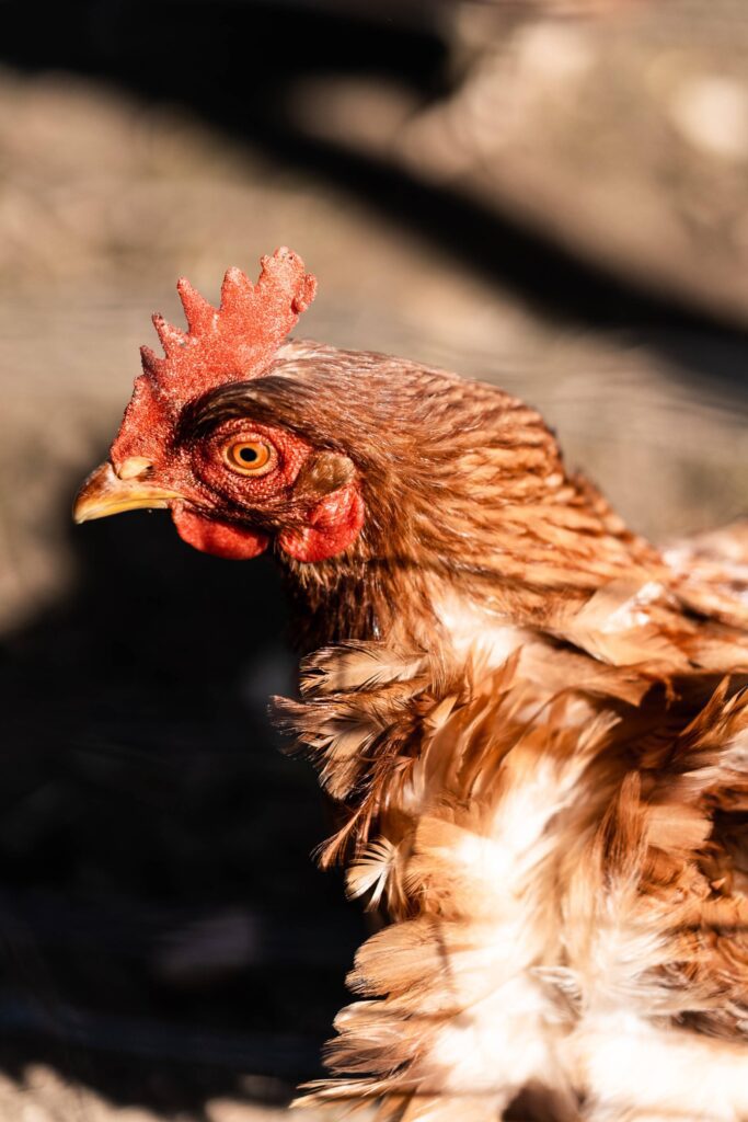 Hen Close Up Portrait Free Photo