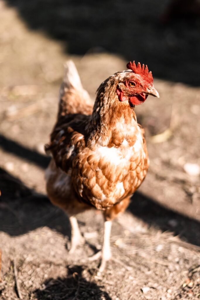 Hen Walking in Enclosure Free Photo