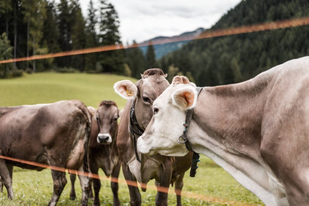 Herd of Cows Free Photo