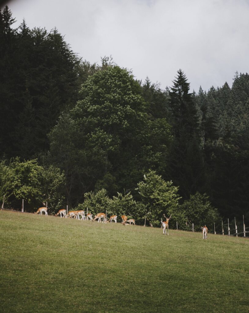 Herd of Deers on a Pasture Free Photo