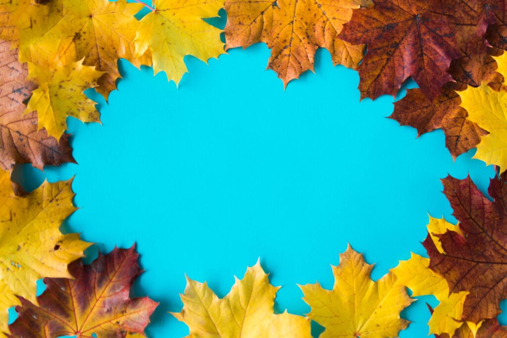 Hero Image Autumn Leaves on Flat Blue Background #2 Free Photo