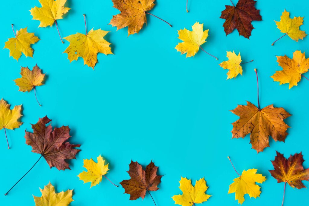 Hero Image Autumn Leaves on Flat Blue Background Free Photo