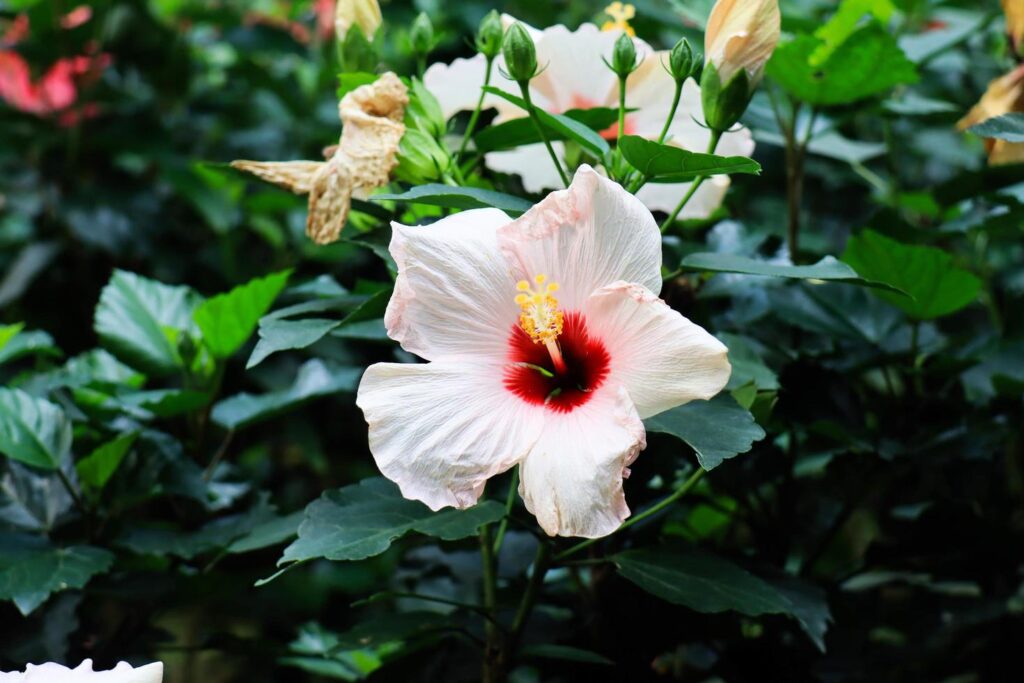 Hibiscus flower Hibiscus rosa-sinensis L is a shrub of the Malvaceae family originating from East Asia and widely grown as an ornamental plant in tropical and subtropical region. Stock Free