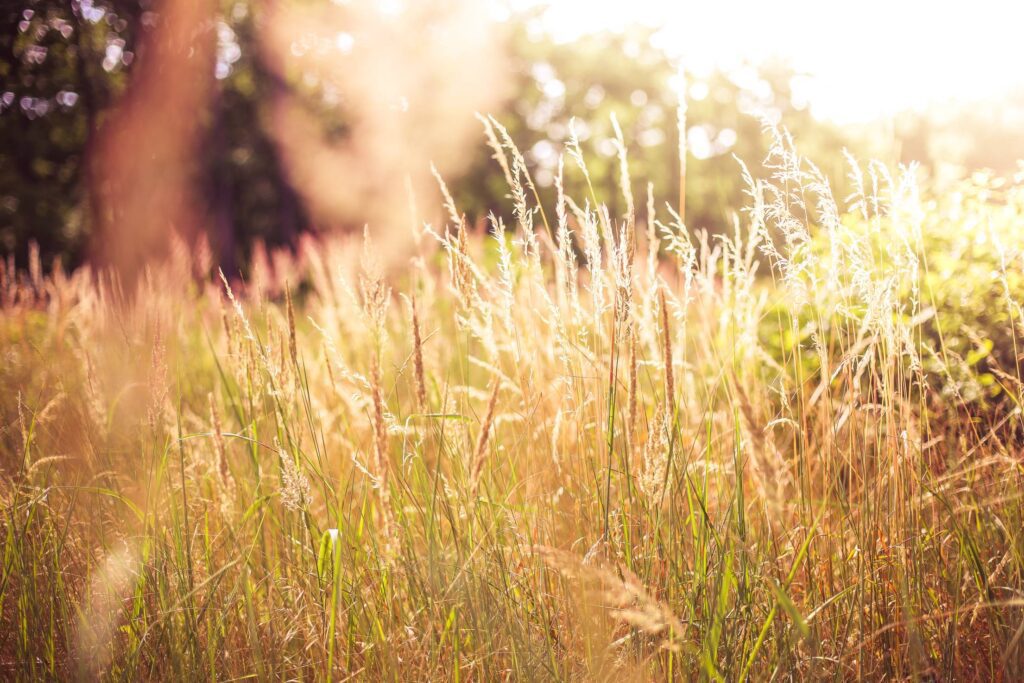 High Grass Against Sun Free Photo