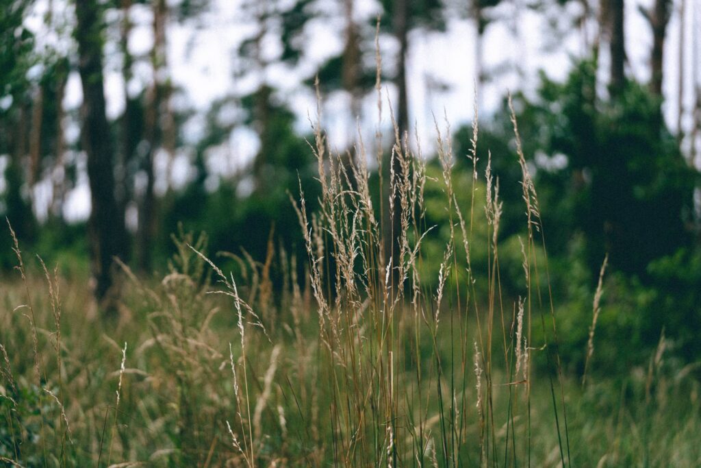 High Grass and Flora in Forest Free Photo