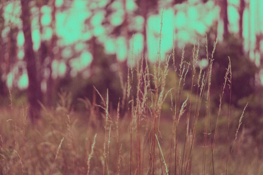 High Grass in The Forest Free Photo