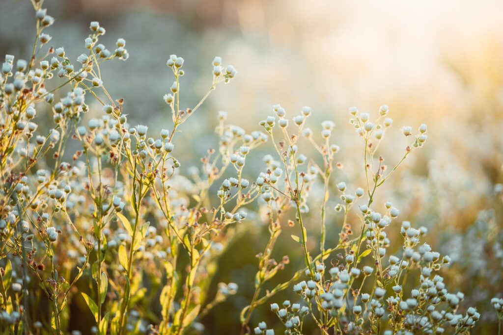 High Meadow Grass Free Photo