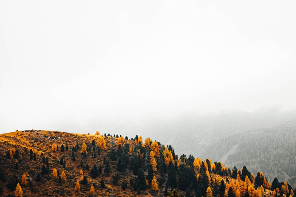 Hill Full of Fall Yellow Trees Free Photo