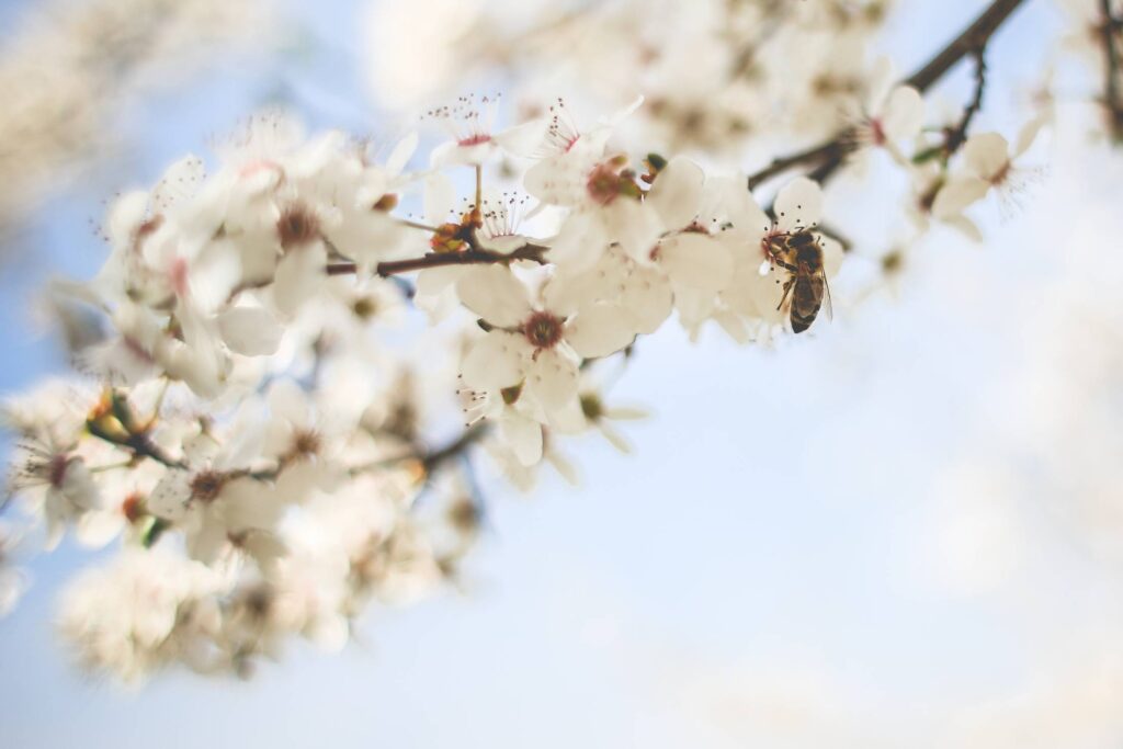 Honey Bee Pollinating an Apple-Tree Free Photo