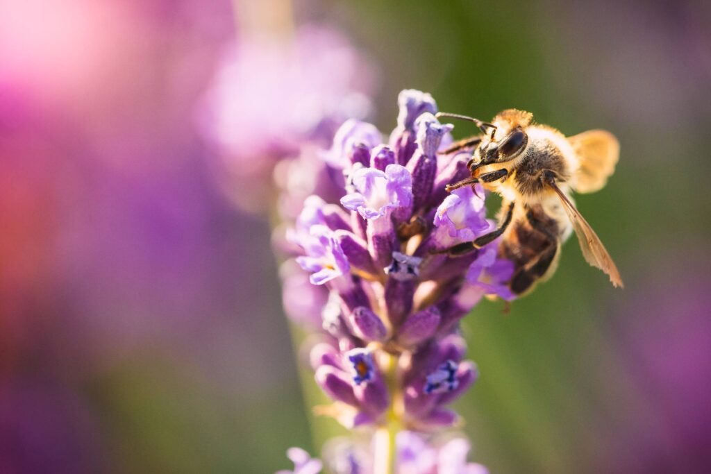 Honeybee Macro Free Photo