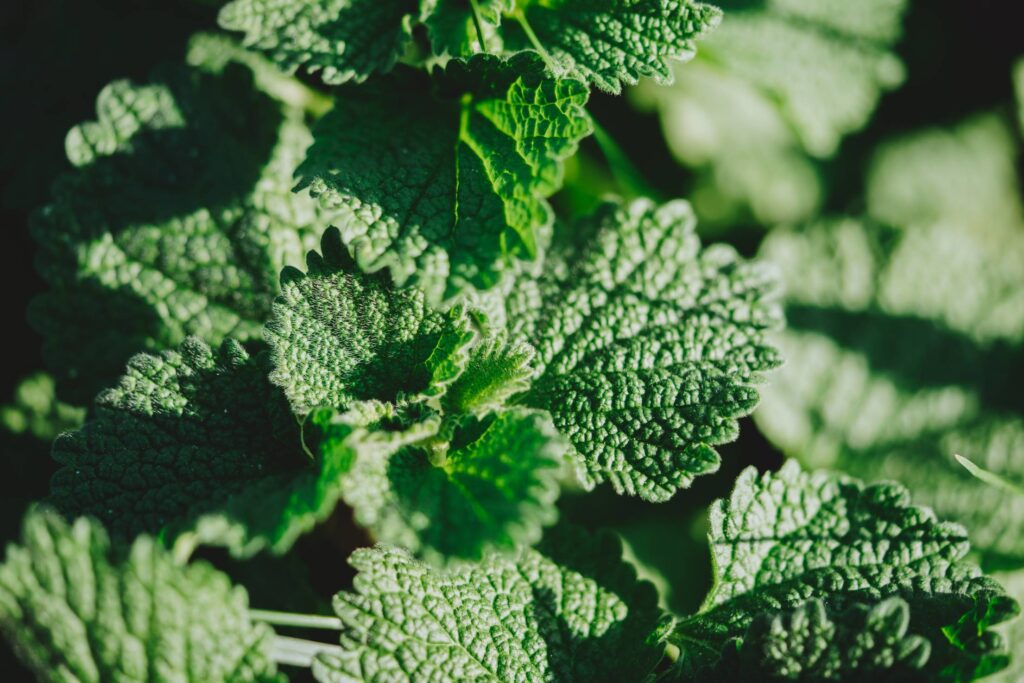 Horehound Flower Free Photo