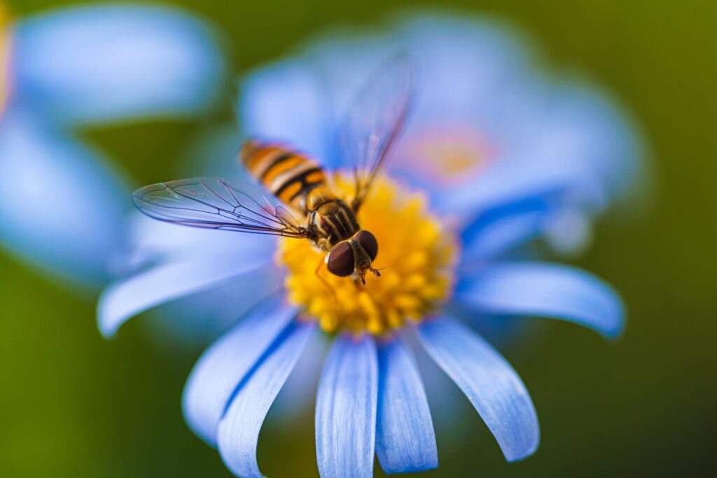 Hover Fly on a Flower Free Photo