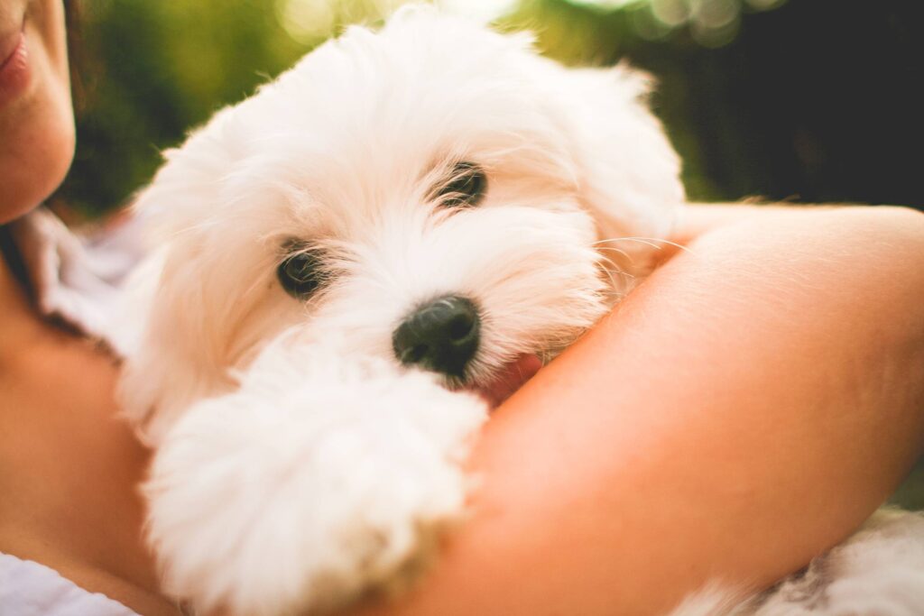 Hugging Maltese Dog Puppy Free Photo