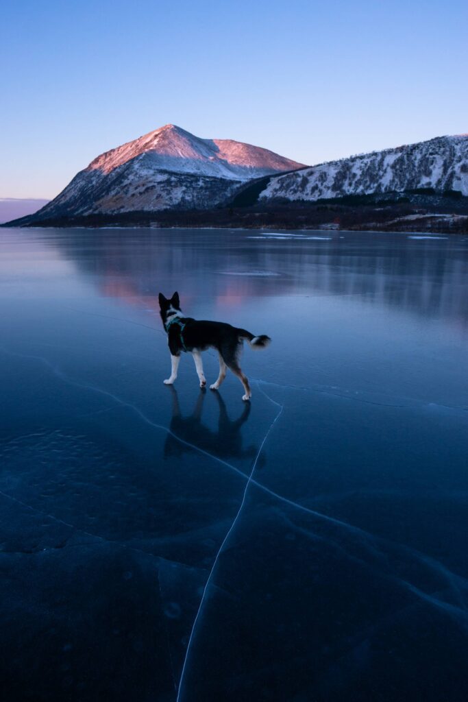 Husky Dog on a Frozen Lake Free Photo