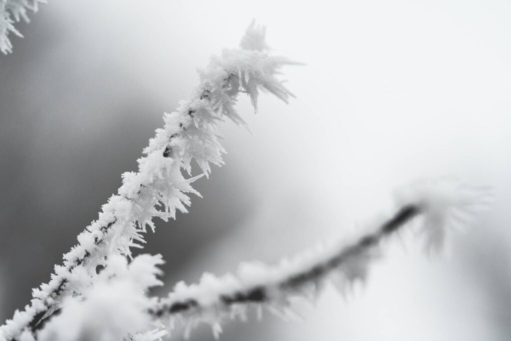 Ice Hoarfrost on a Branch Free Photo