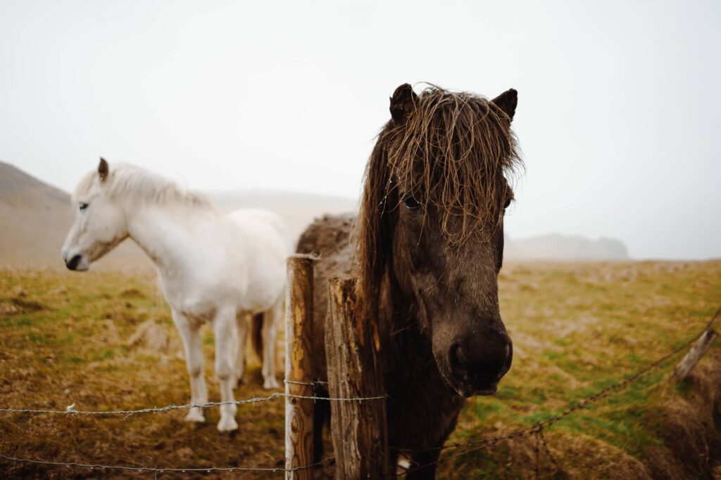 Icelandic Horses Free Photo