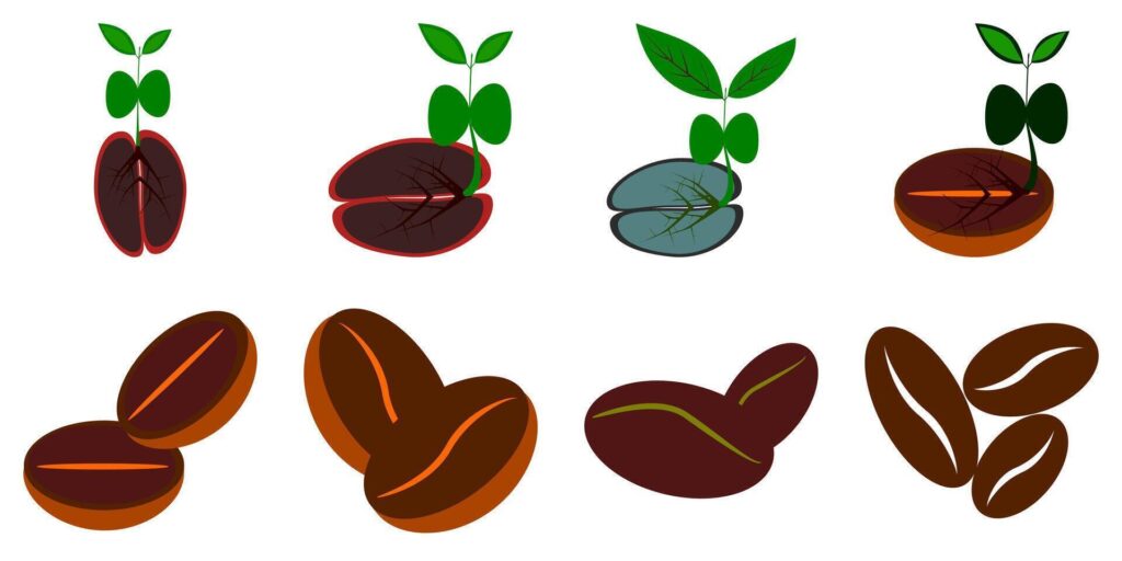 icon of dry coffee beans, some of which have grown. Stock Free